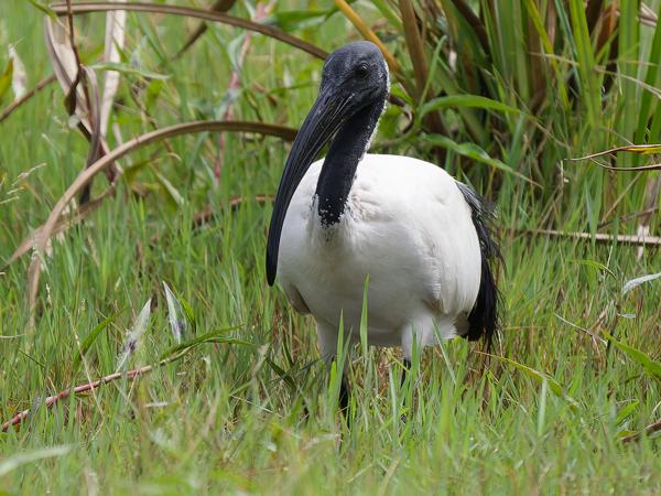 <h3><a href="/trips/tanzania/biota/animalia/chordata/aves/015 pelecaniformes/001 threskiornithidae/threskiornis aethiopicus/threskiornis aethiopicus-nl.html">Threskiornis&nbsp;aethiopicus</a> / African&nbsp;sacred&nbsp;ibis / Heilige&nbsp;ibis</h3>OM-1 Mark II met OLYMPUS M.150-400mm F4.5, 1/2000 sec  bij F4.5, ISO 640, afstand 29.9&nbsp;m